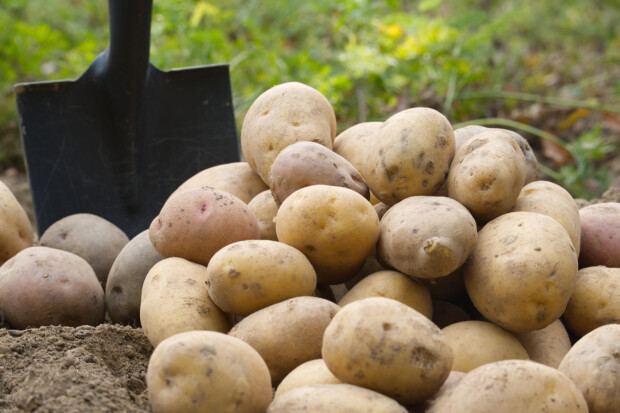 Erhebliche Ausfälle bei Kartoffelernte befürchtet